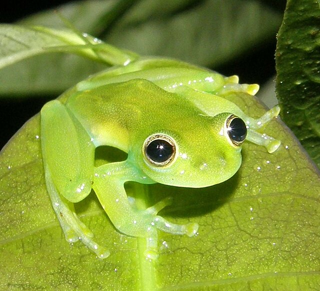 Una rana de la especie Cochranella Spinosa